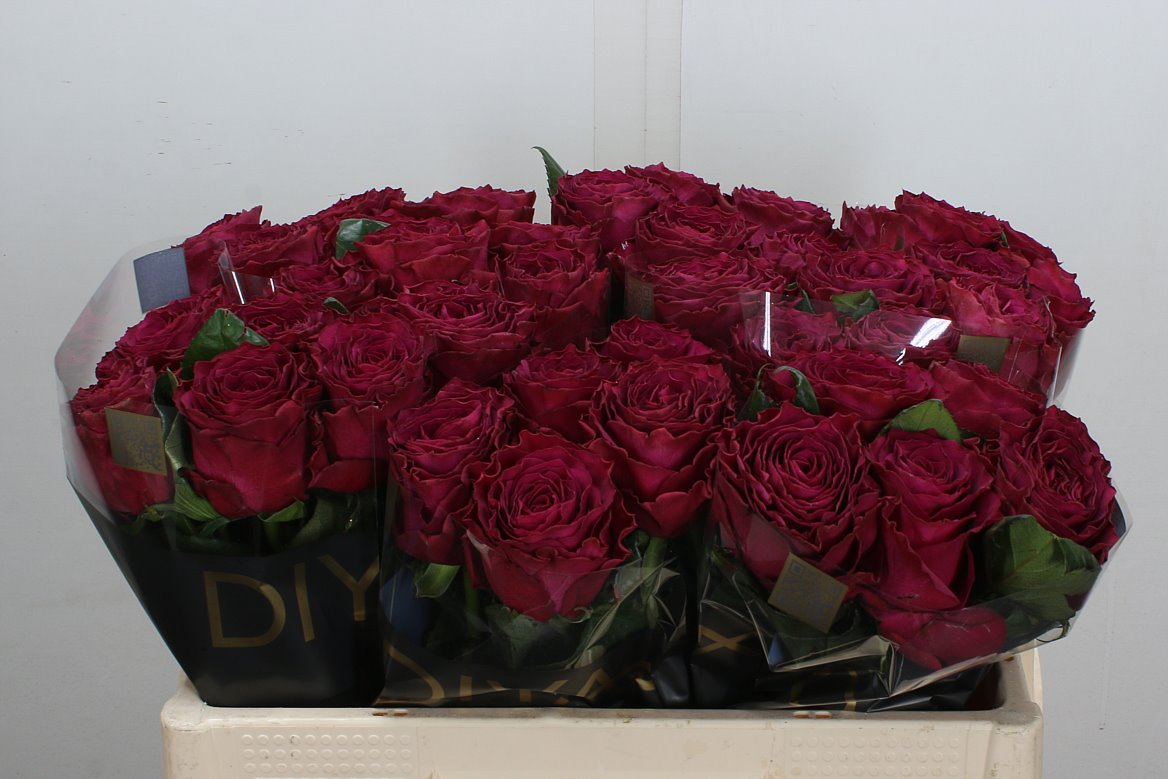 Rosa Venturoso 50cm