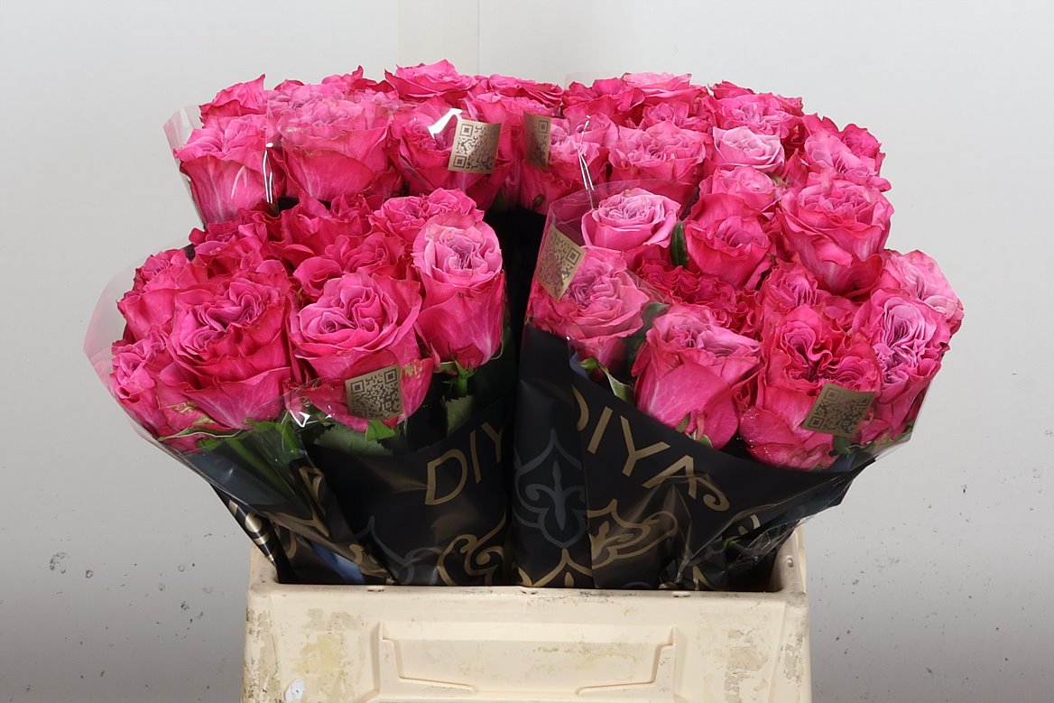 Rosa Country Spirit Blues 40cm