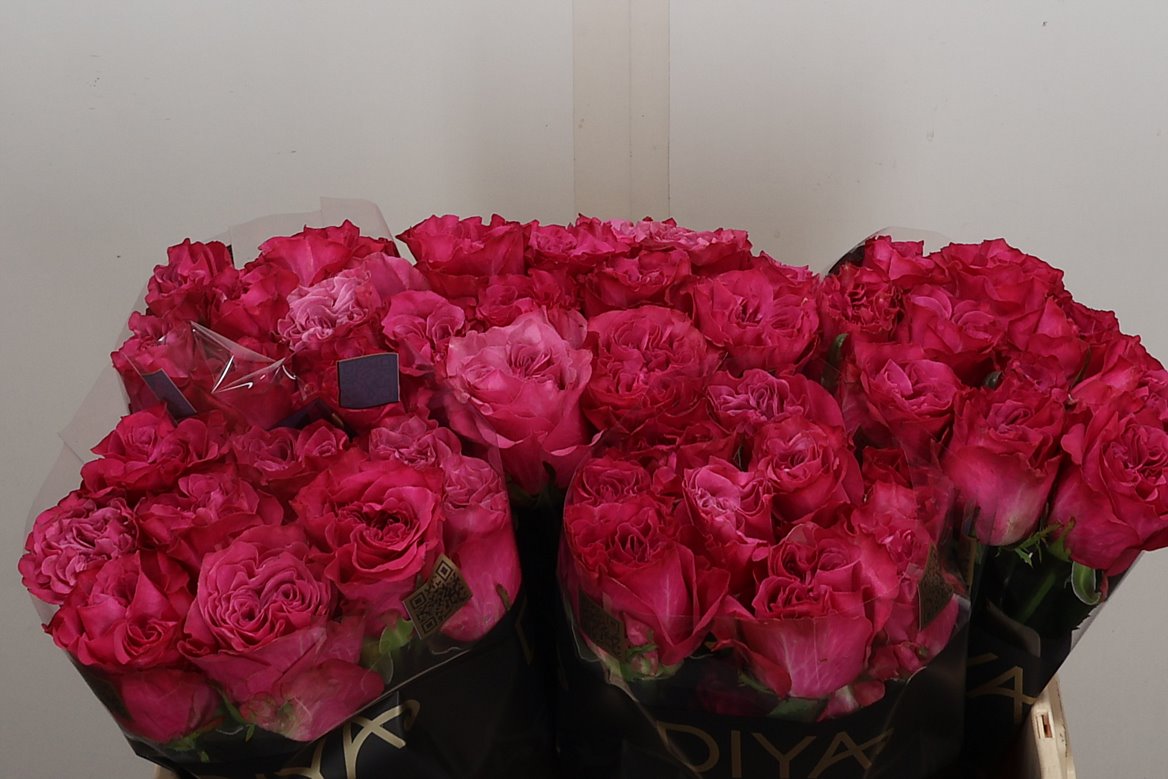 Rosa Country Spirit Blues 50cm