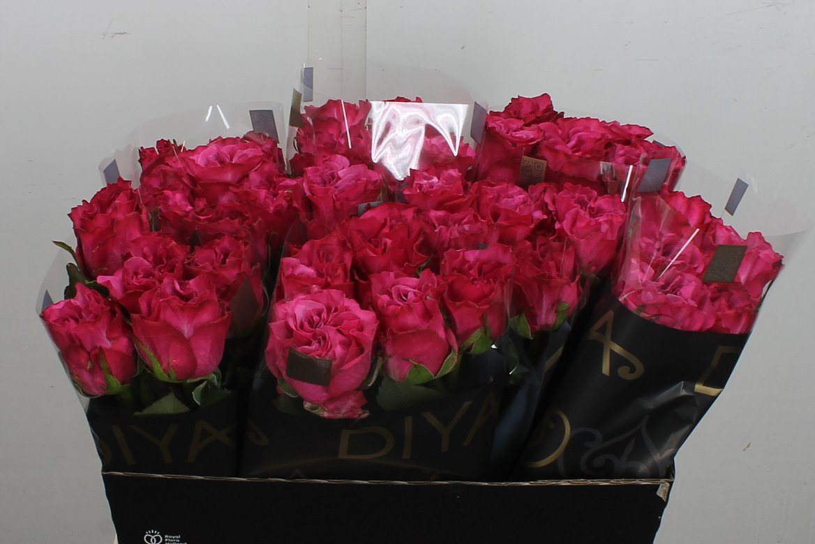 Rosa Country Spirit Blues 60cm