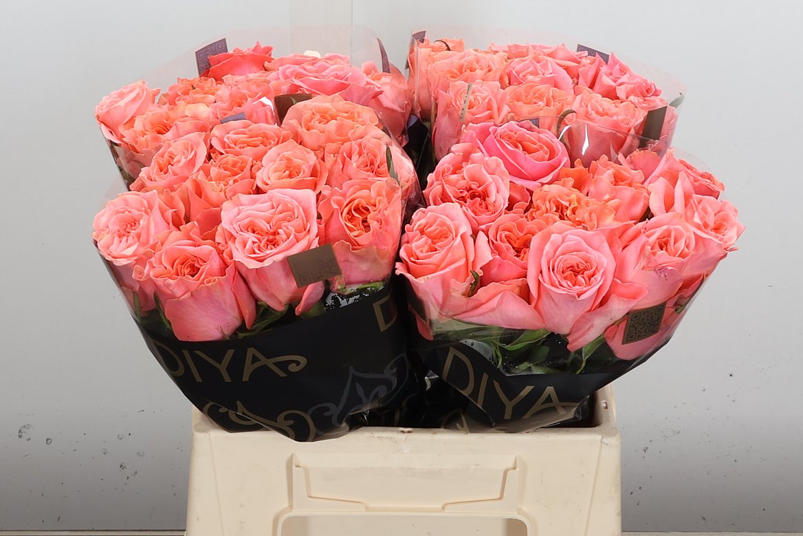 Rosa Blushing Reeva 40cm