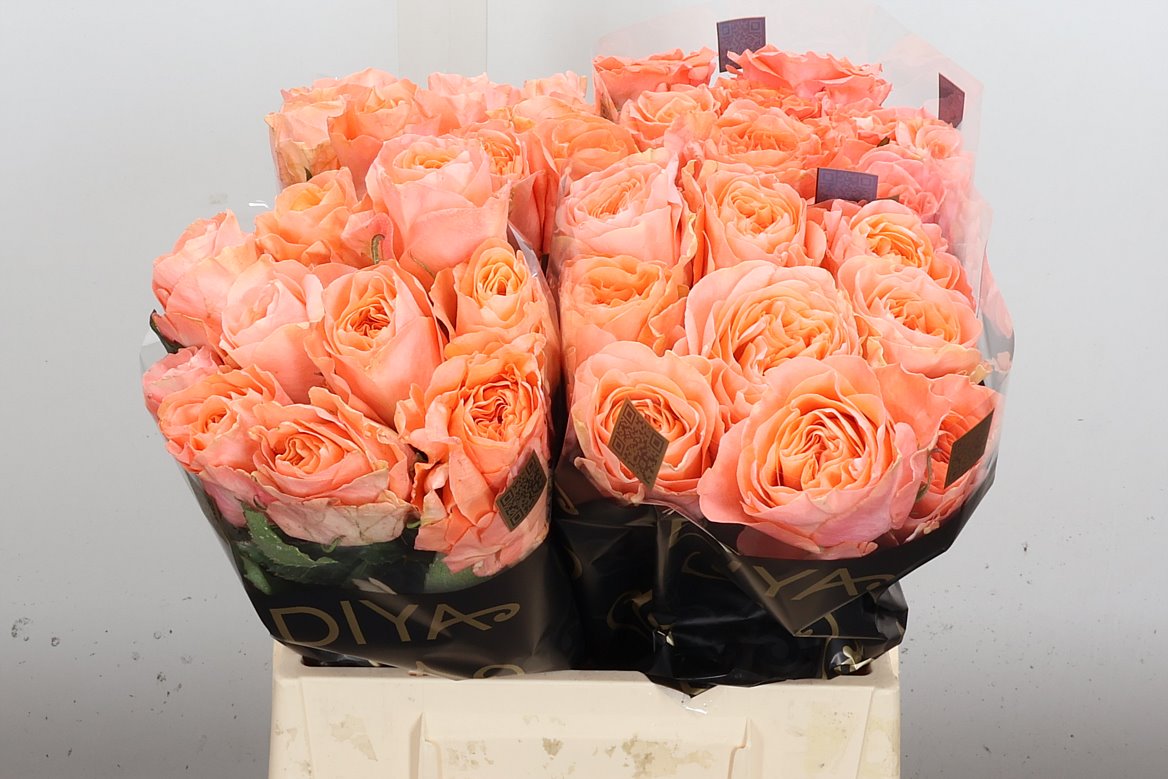 Rosa Charming Reeva 40cm