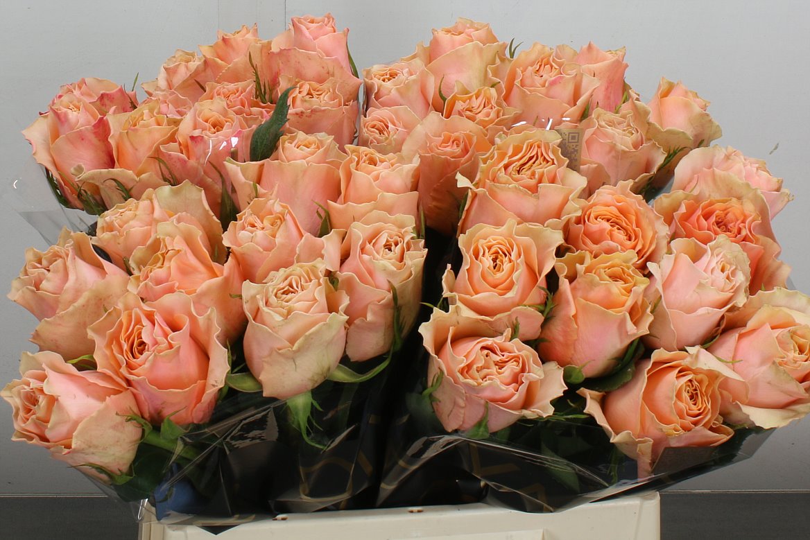 Rosa Carpe Diem+ 40cm