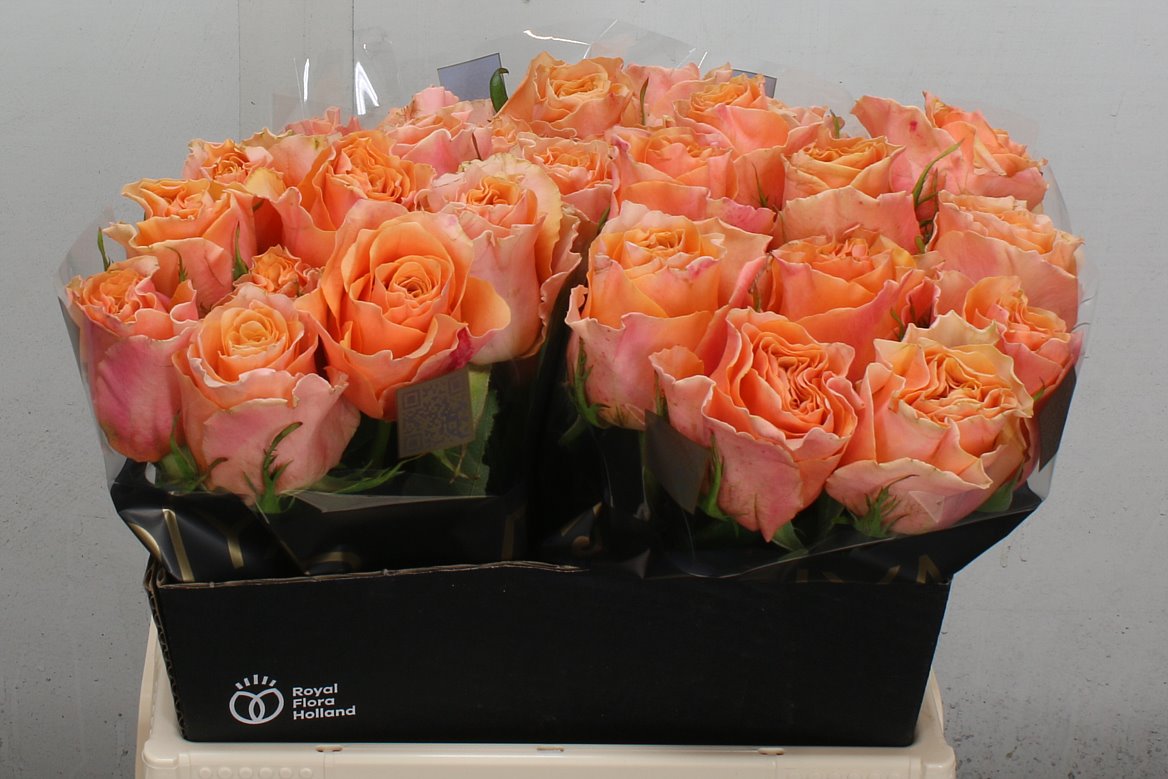 Rosa Carpe Diem+ 40cm