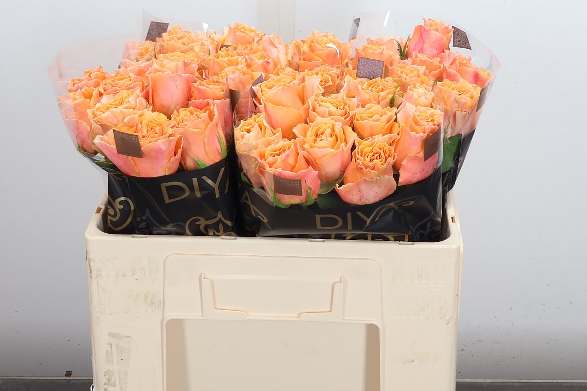 Rosa Carpe Diem+ 50cm