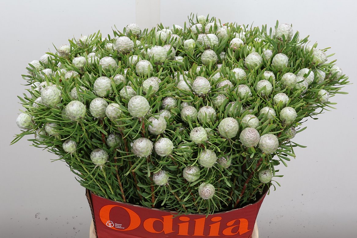 Leucadendron Galpinii Ayoba Silver Pearl 60cm