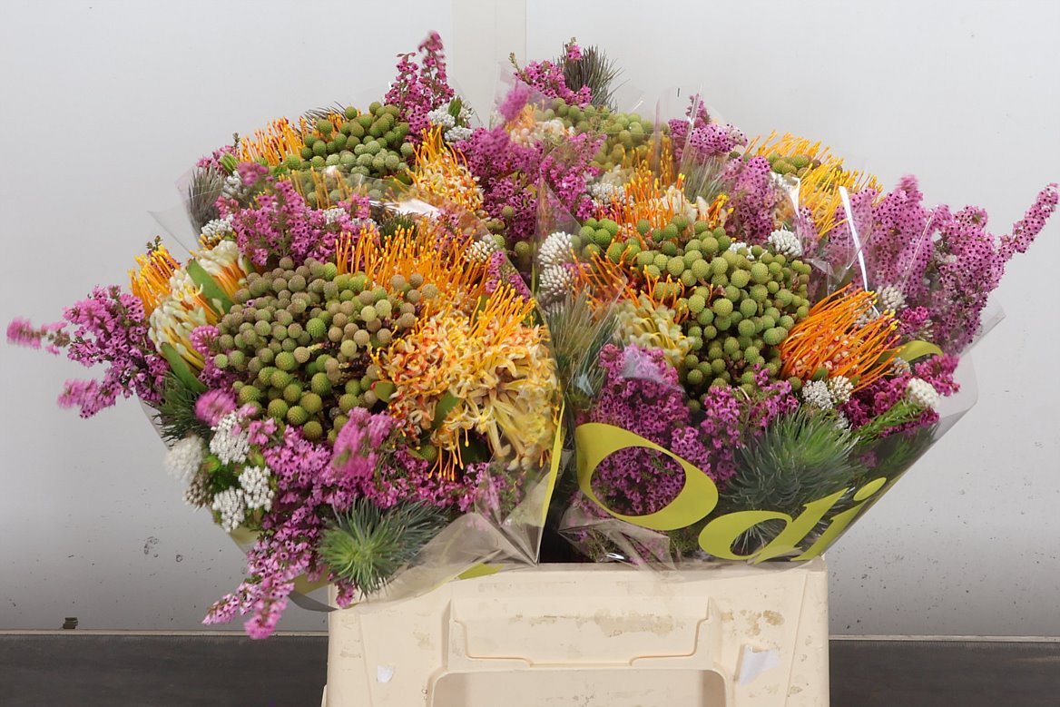 Brunia Cape Mix Bunch 40cm