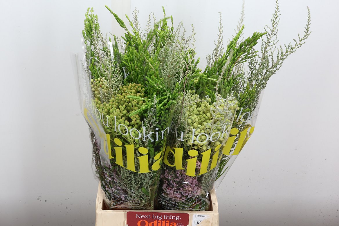 Brunia Cape Mix Bunch 50cm