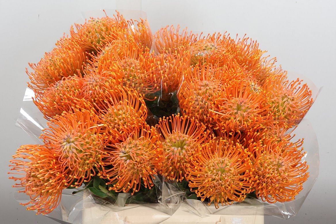 Leucospermum Ayoba Orange 40cm
