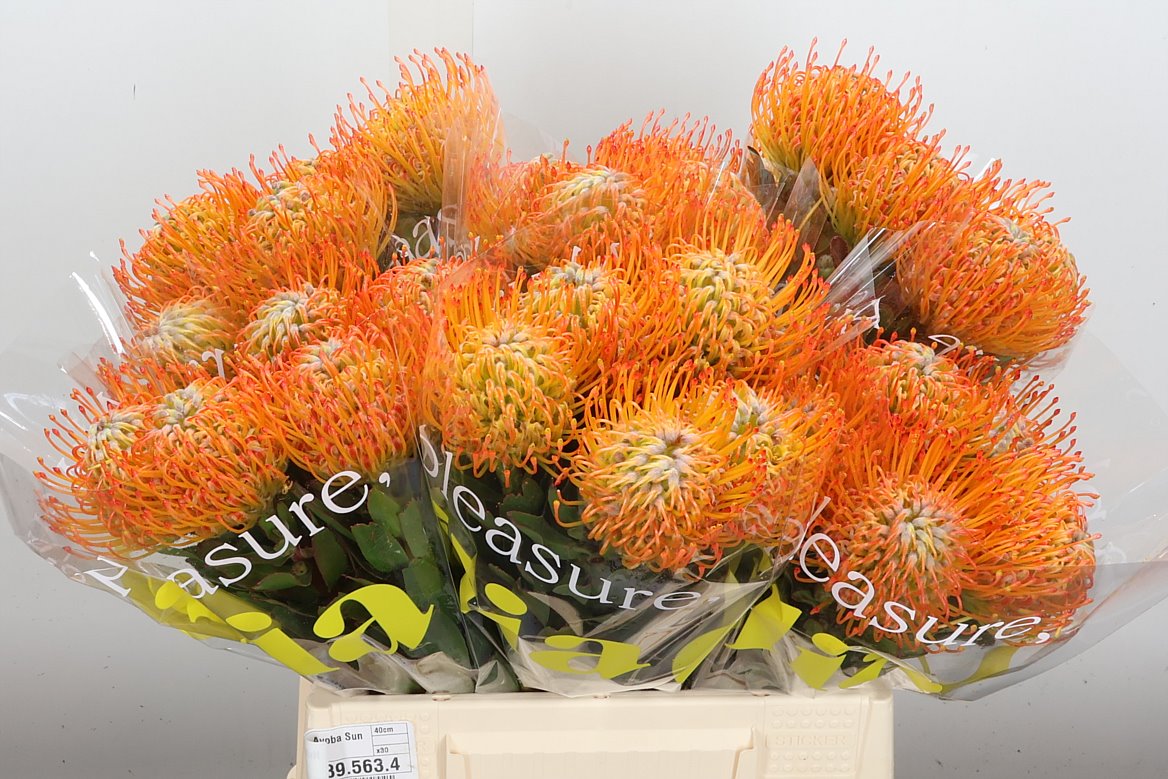 Leucospermum Ayoba Sun 40cm