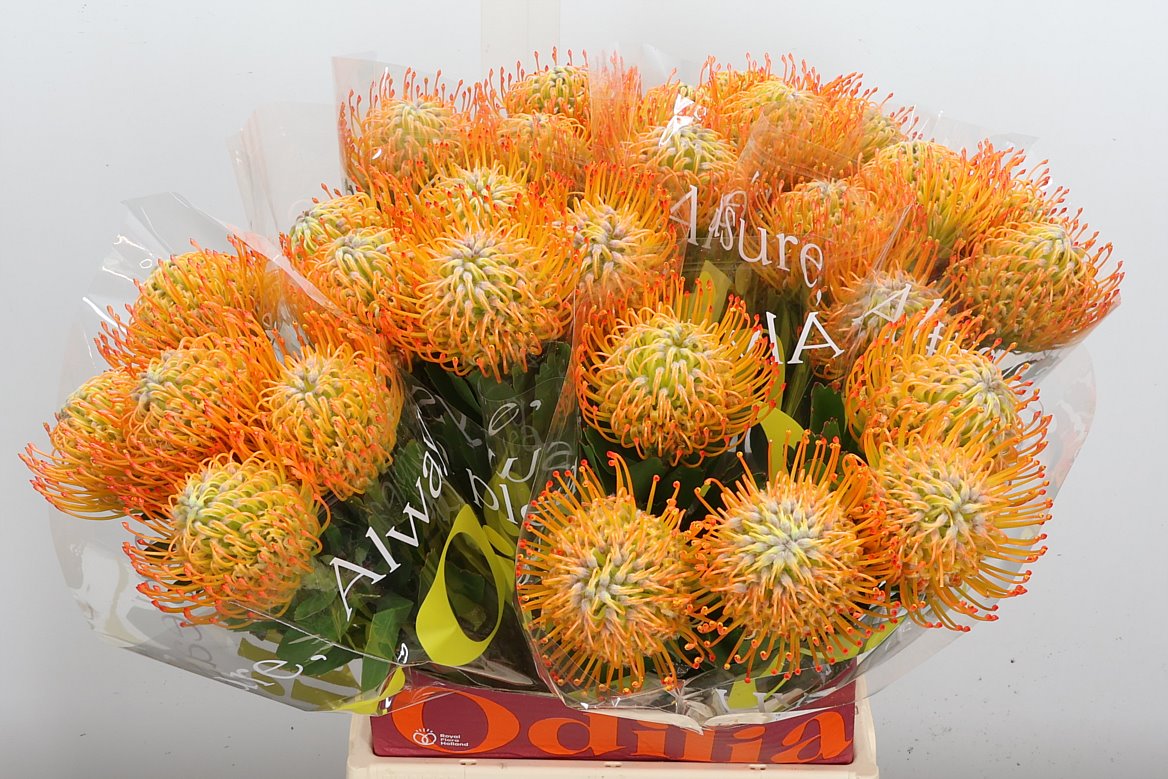 Leucospermum Ayoba Sun 50cm