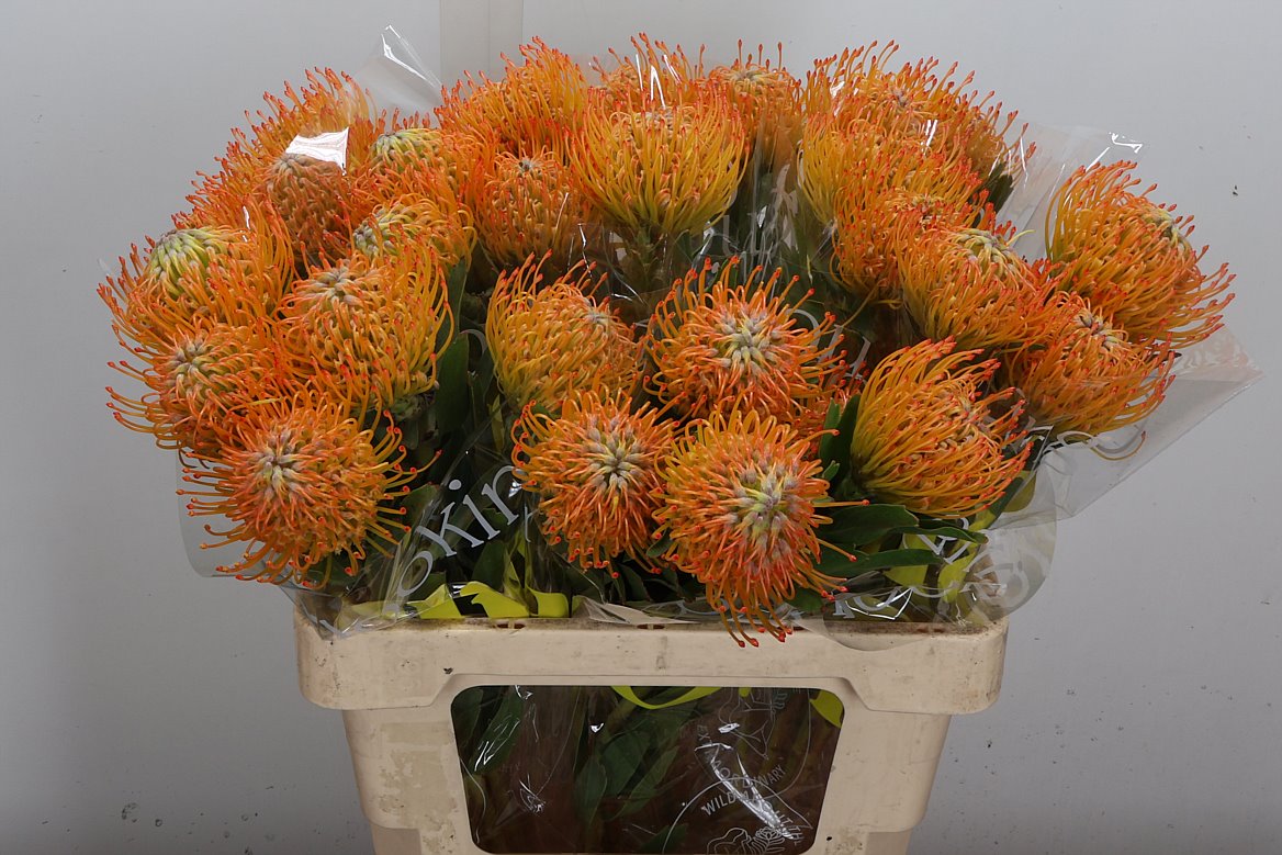 Leucospermum Ayoba Sun 60cm