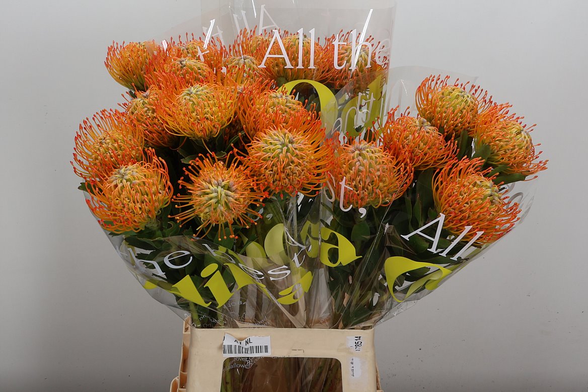 Leucospermum Ayoba Sun 70cm