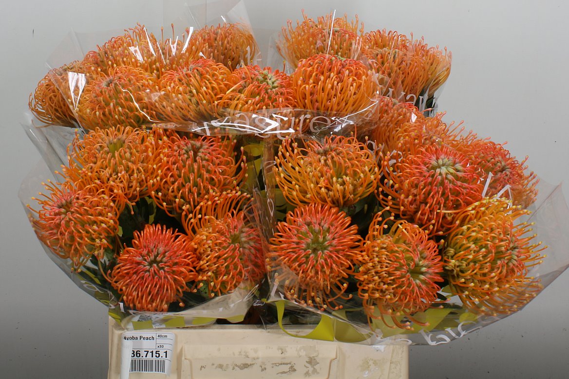 Leucospermum Ayoba Peach 40cm