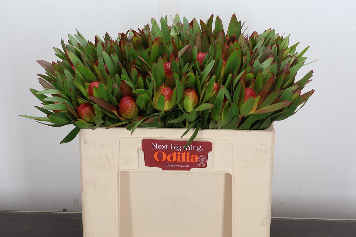 Leucadendron Ayoba African Sky 50cm