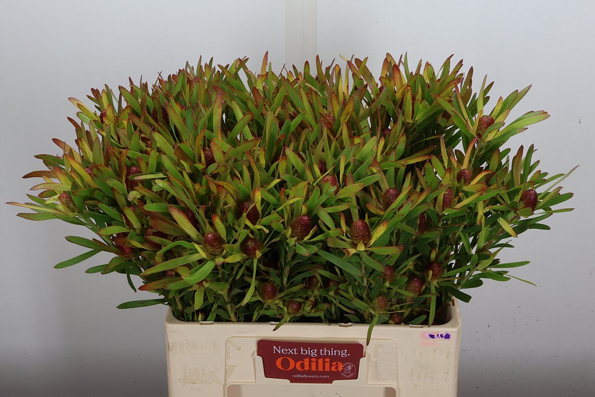 Leucadendron Ayoba Cherry Pearl 60cm Spray