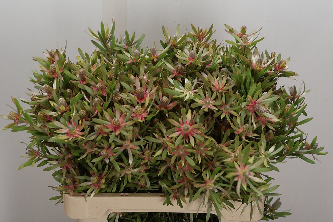 Leucadendron Ayoba Star Pearl 60cm Spray