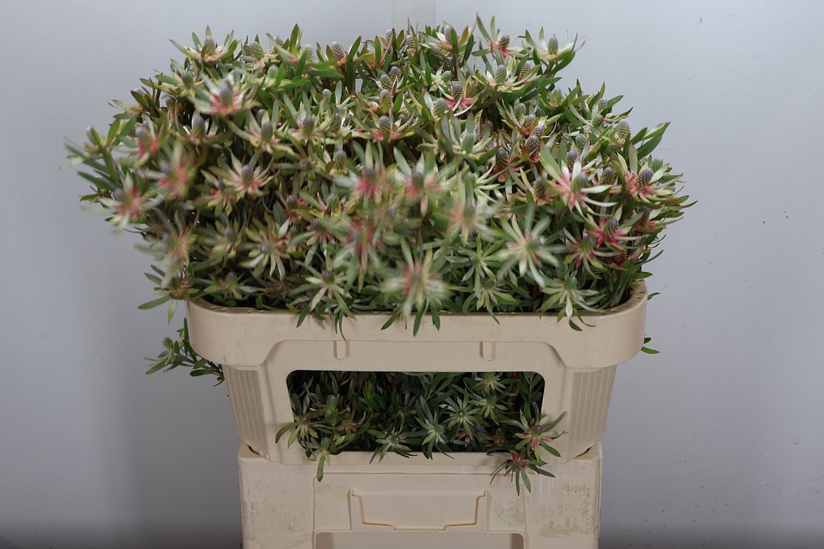 Leucadendron Ayoba Star Pearl 70cm Spray
