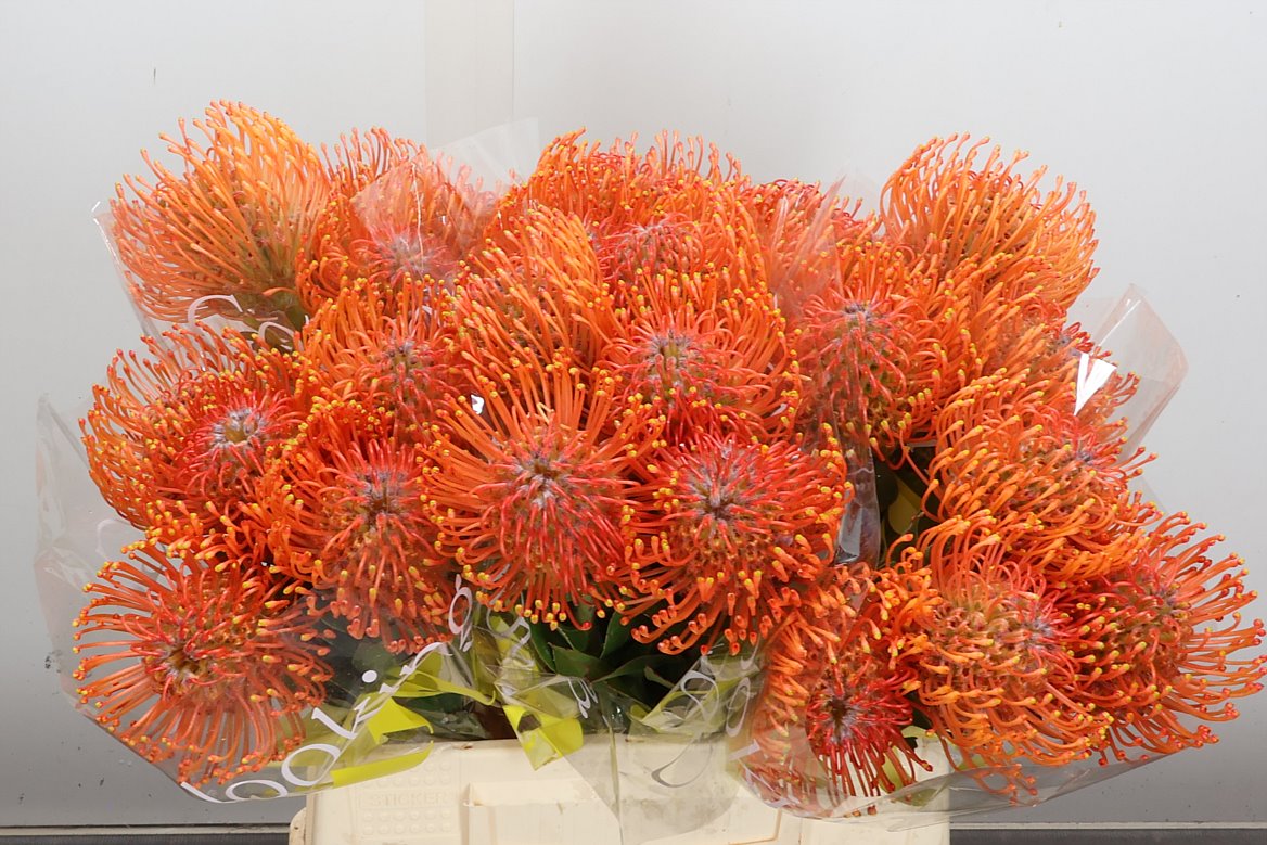 Leucospermum Ayoba Mandarin Zest 40cm