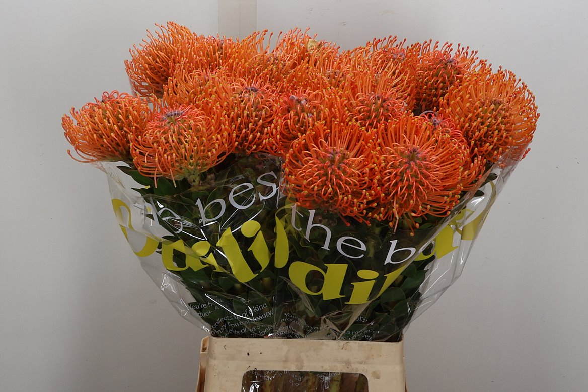 Leucospermum Ayoba Mandarin Zest 70cm