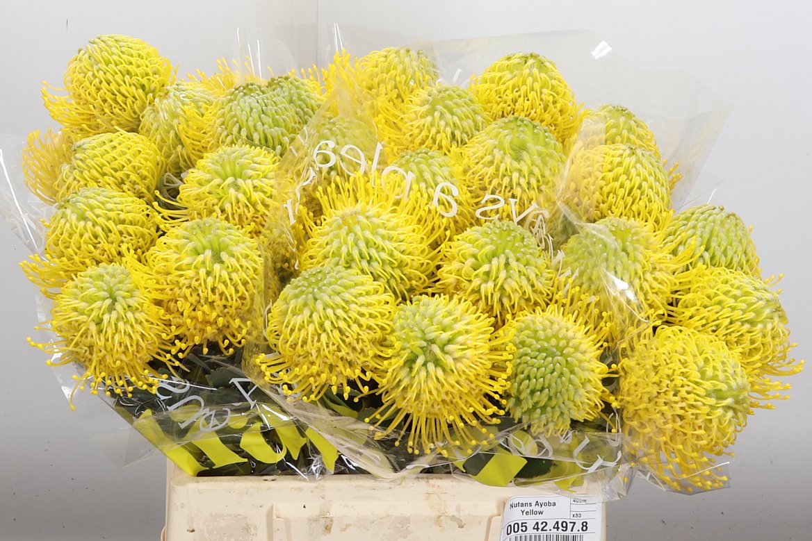 Leucospermum Ayoba Yellow 40cm