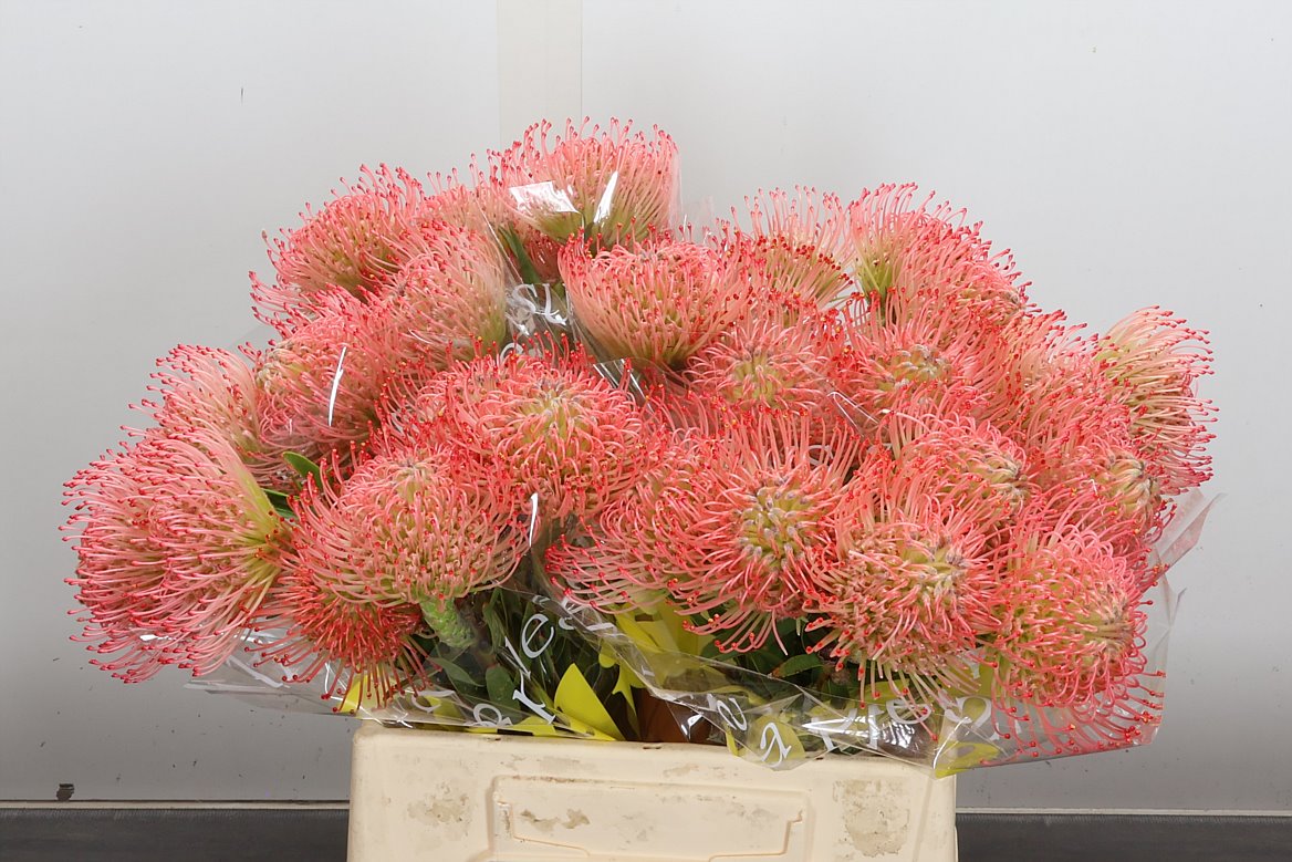 Leucospermum Ayoba Pink 40cm