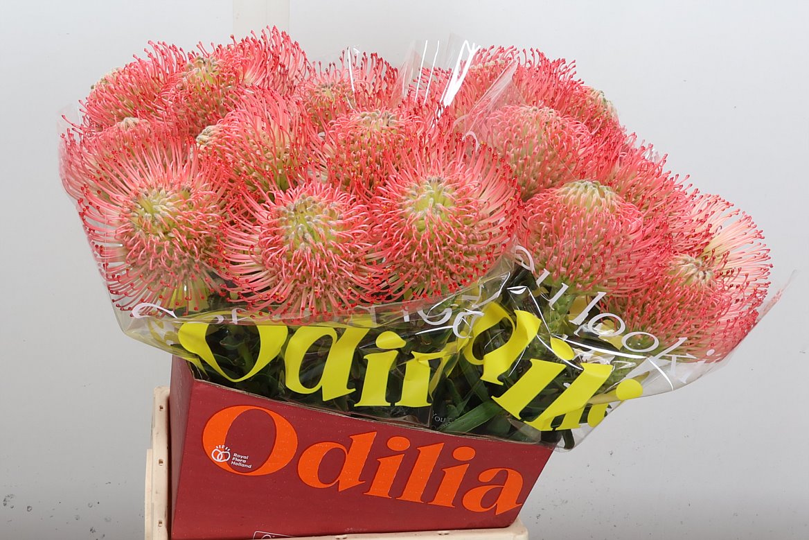 Leucospermum Ayoba Pink 60cm