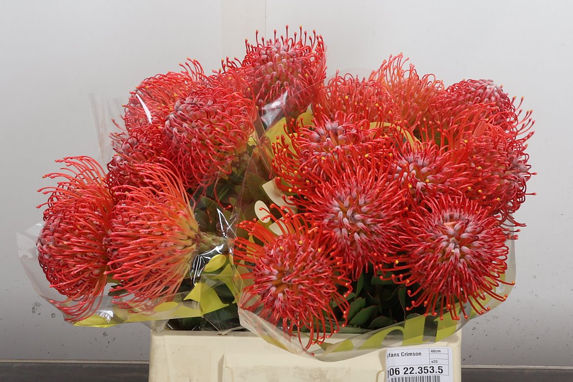 Leucospermum Crimson 40cm