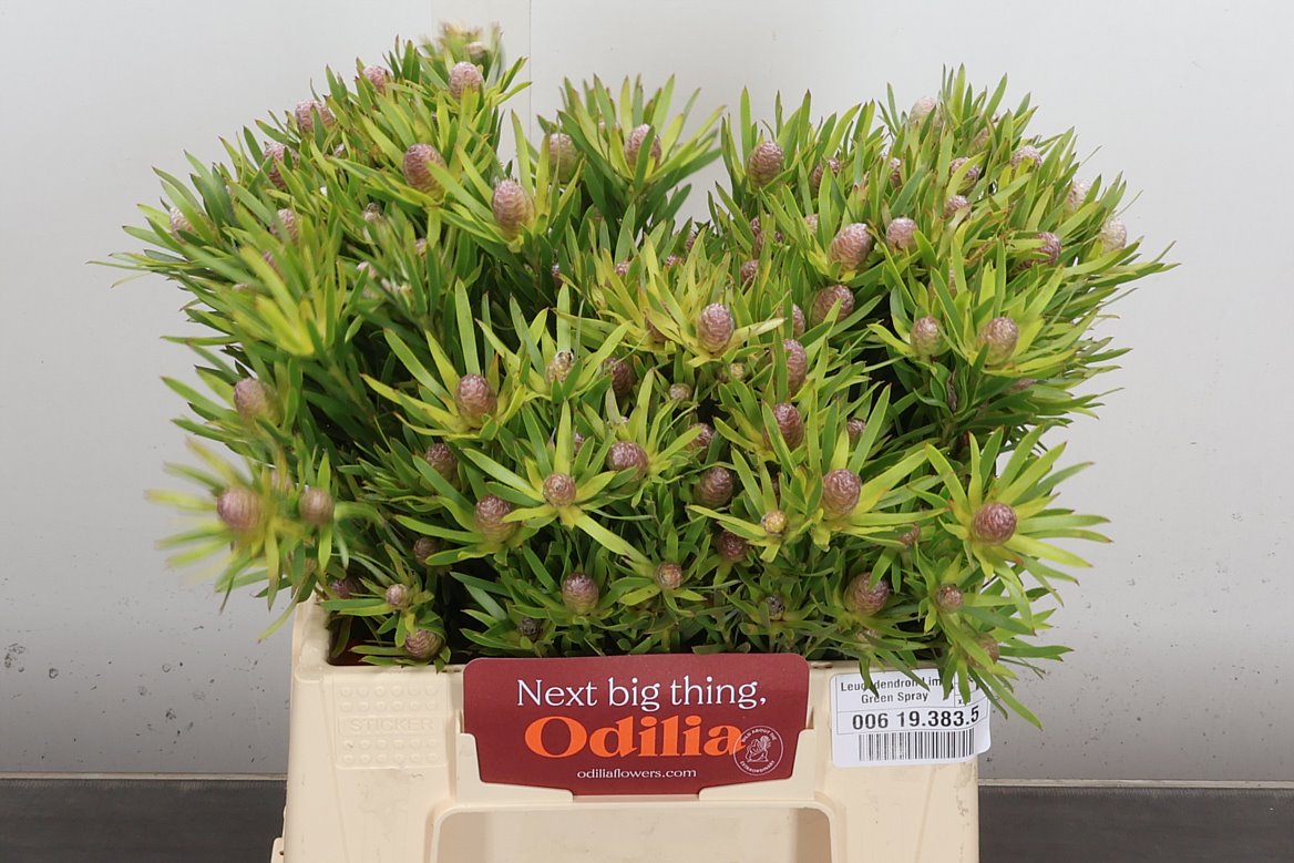 Leucadendron Lime Green 40cm