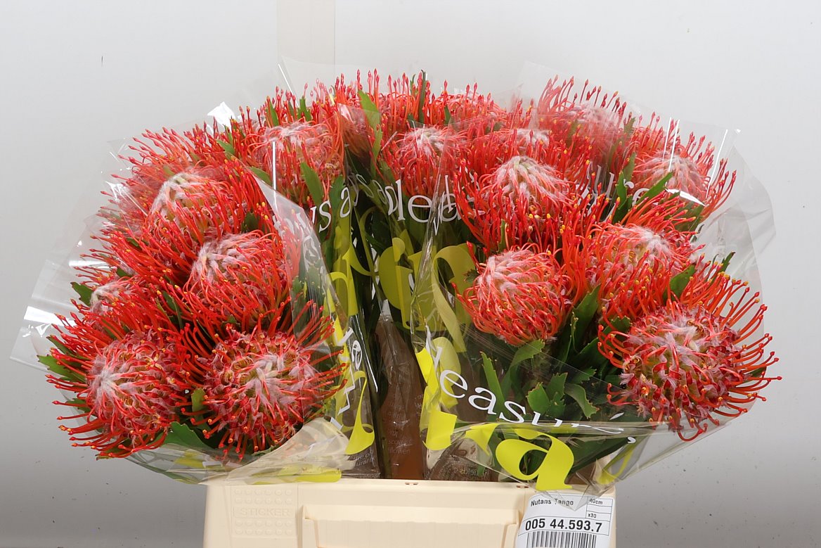 Leucospermum Tango 40cm