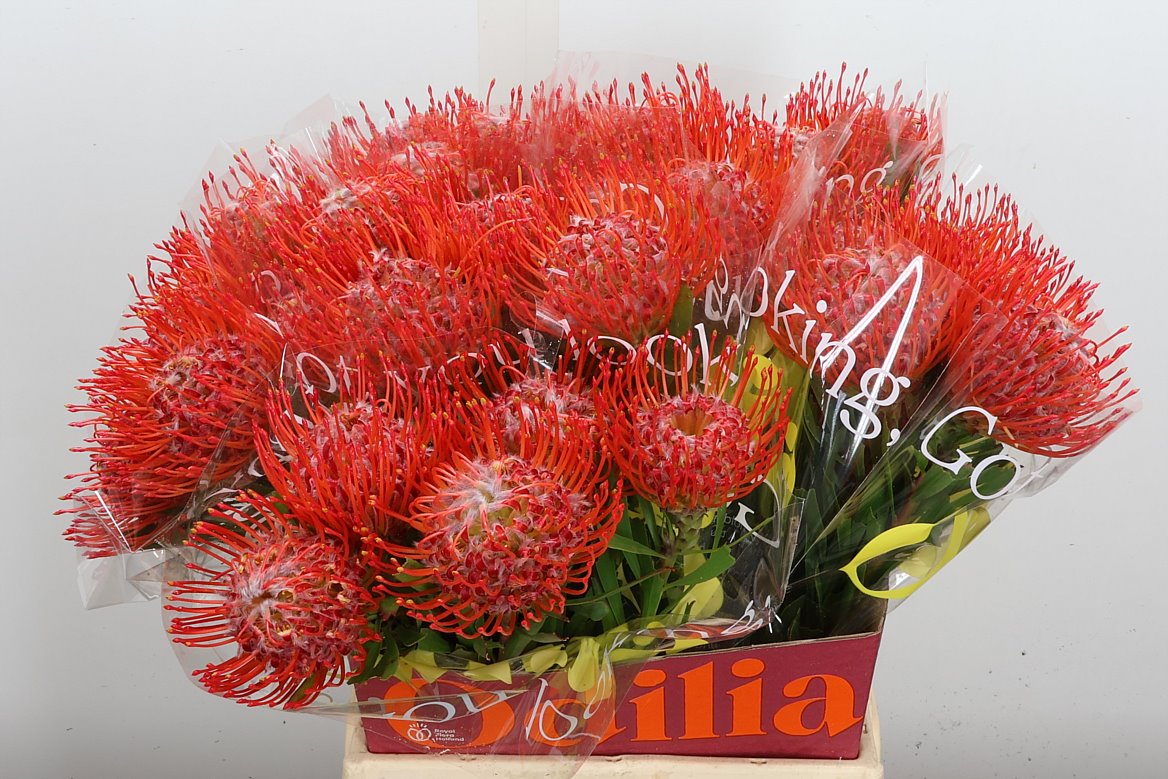 Leucospermum Tango 50cm