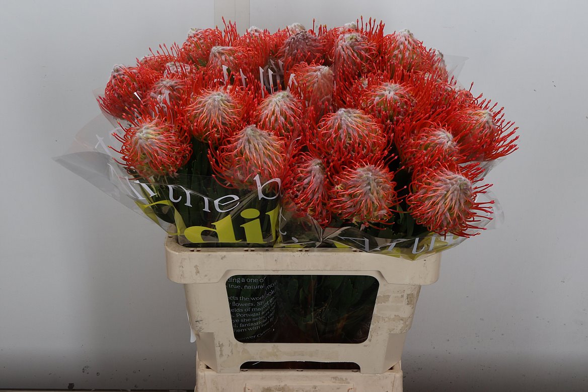 Leucospermum Tango 60cm