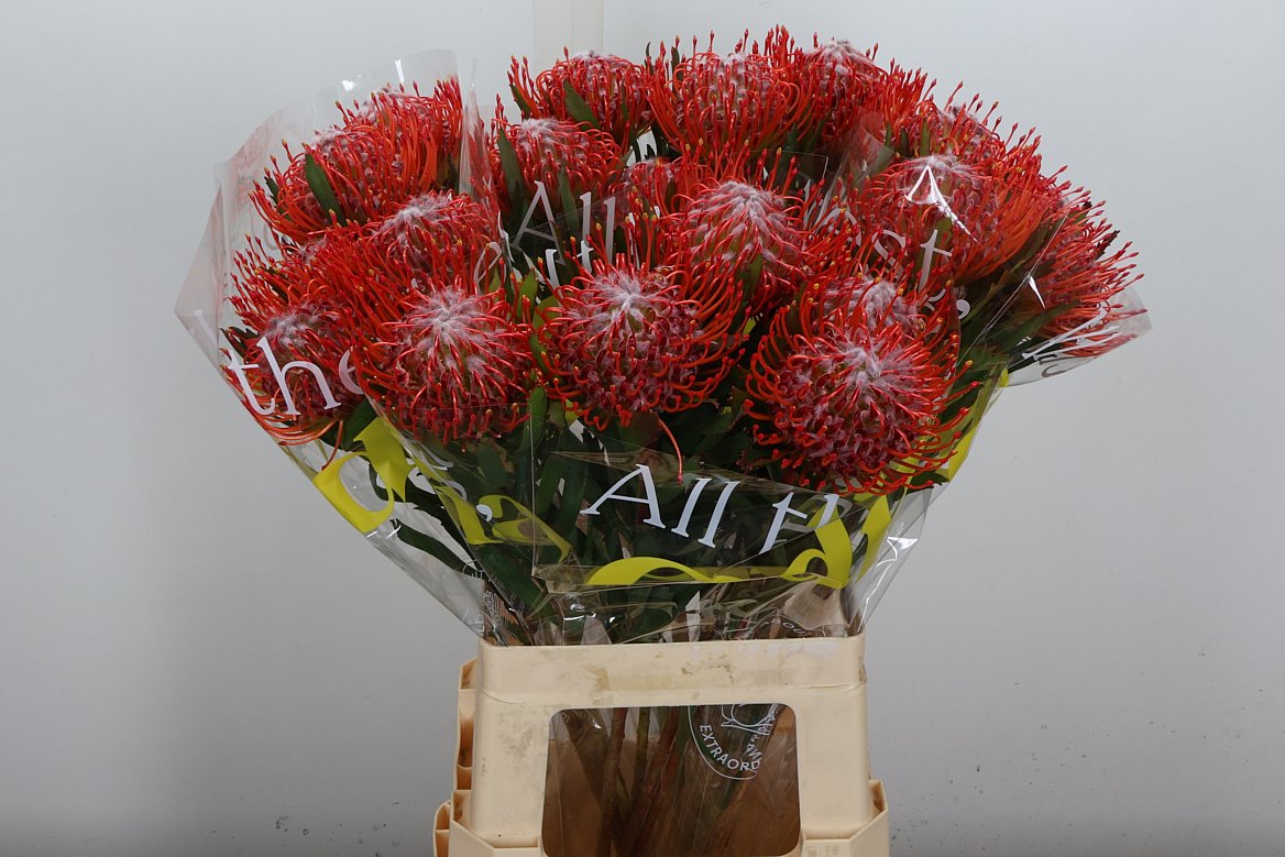 Leucospermum Tango 70cm