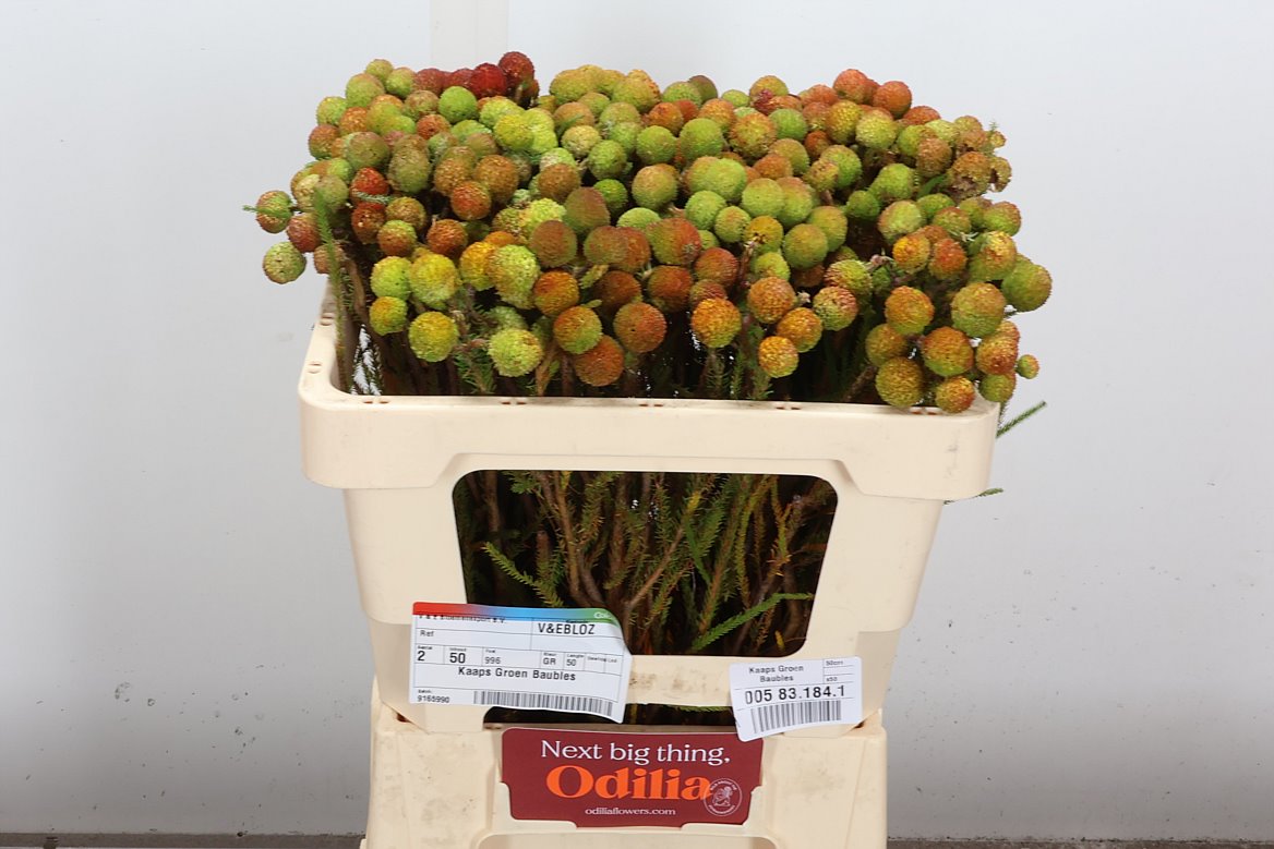 Berzelia Galpinii 50cm