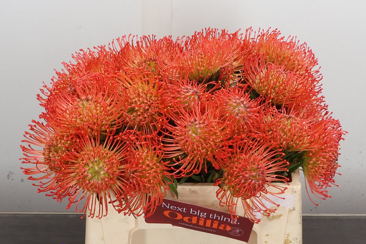 Leucospermum Succession 35cm
