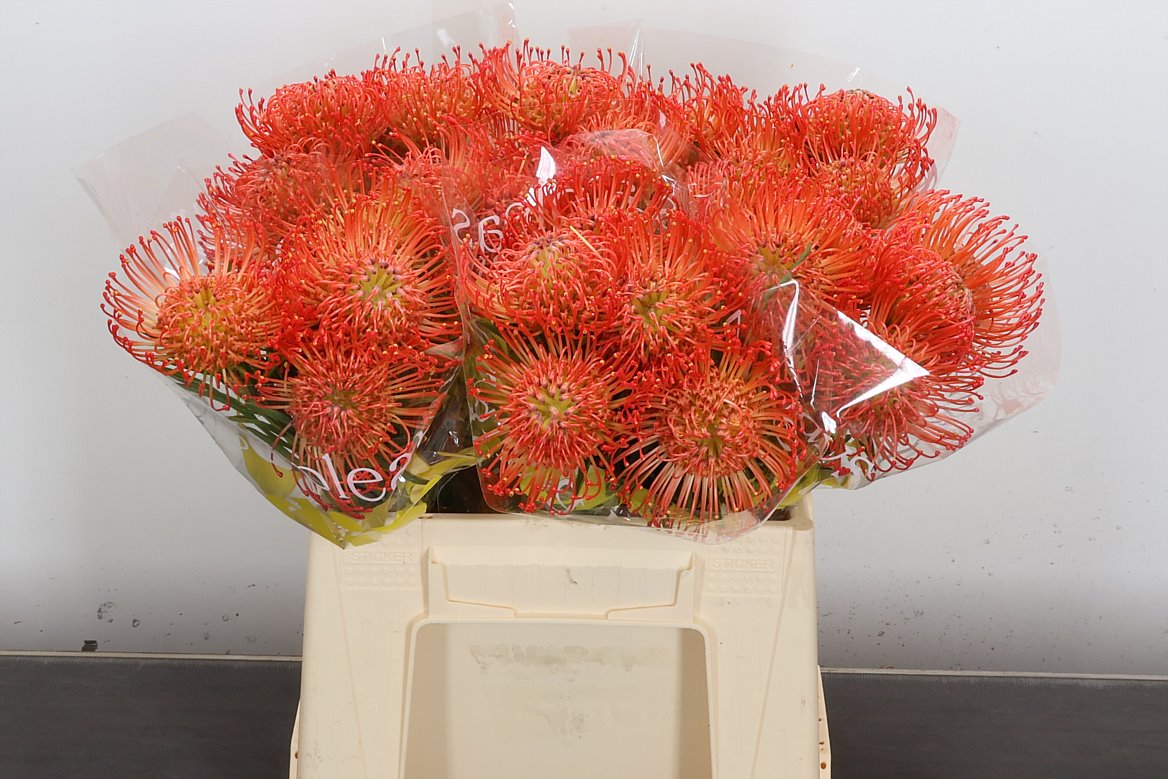 Leucospermum Succession 40cm
