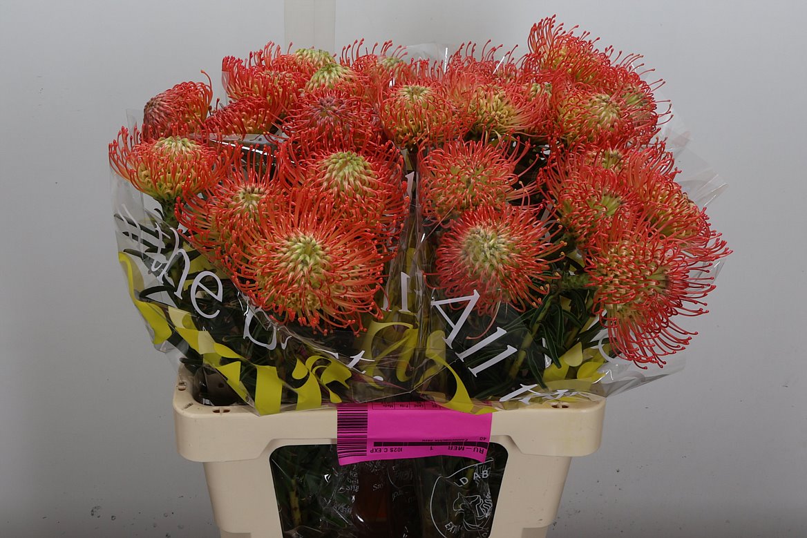 Leucospermum Succession 60cm