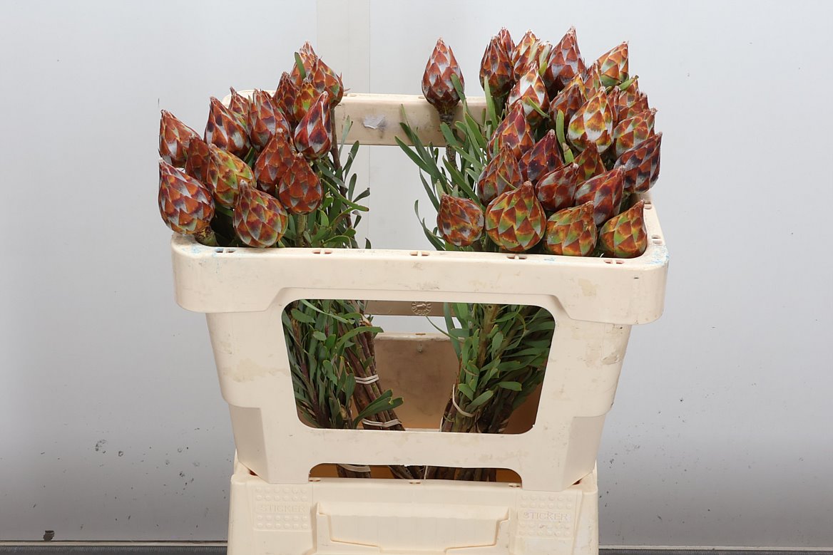 Leucadendron Rubrum 50cm