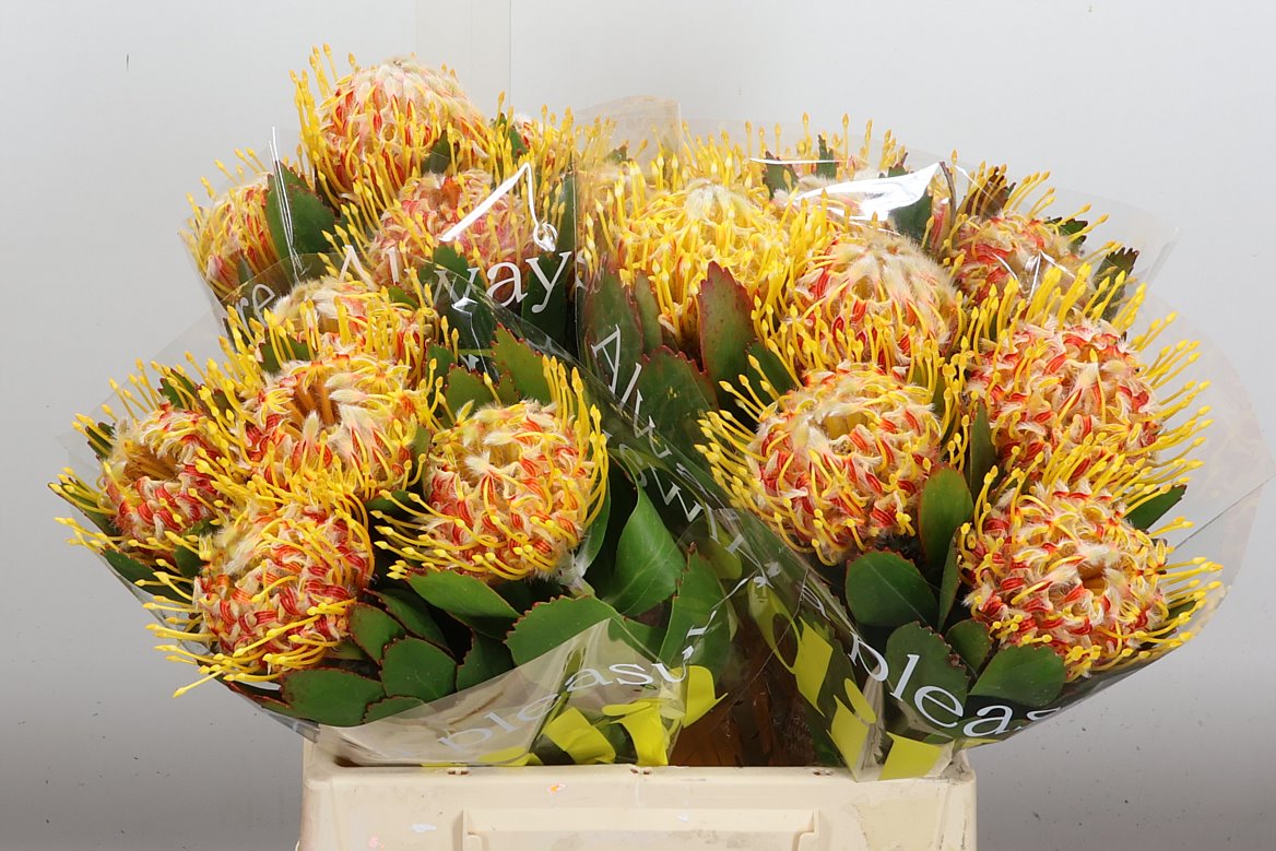Leucospermum Veldfire 40cm