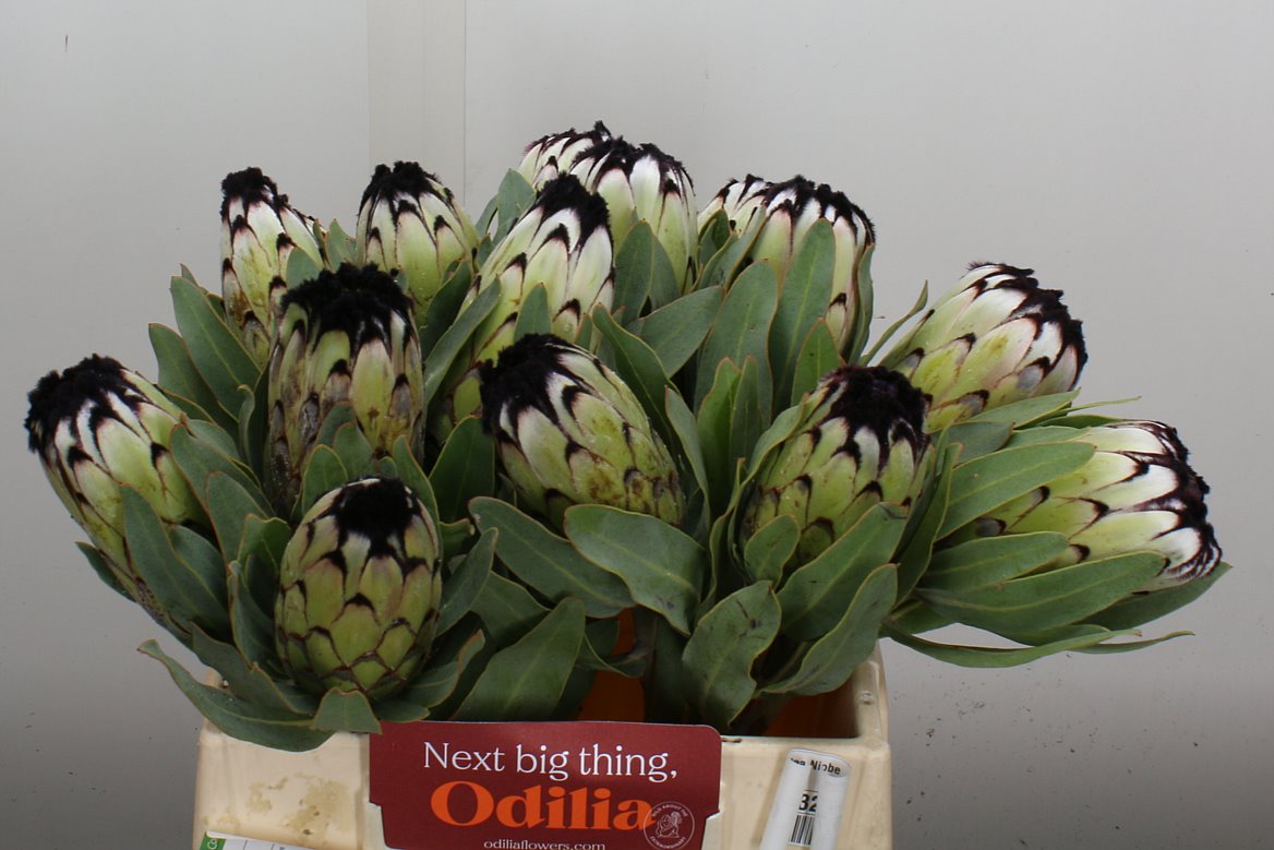 Protea Magnifica Niobe 40cm