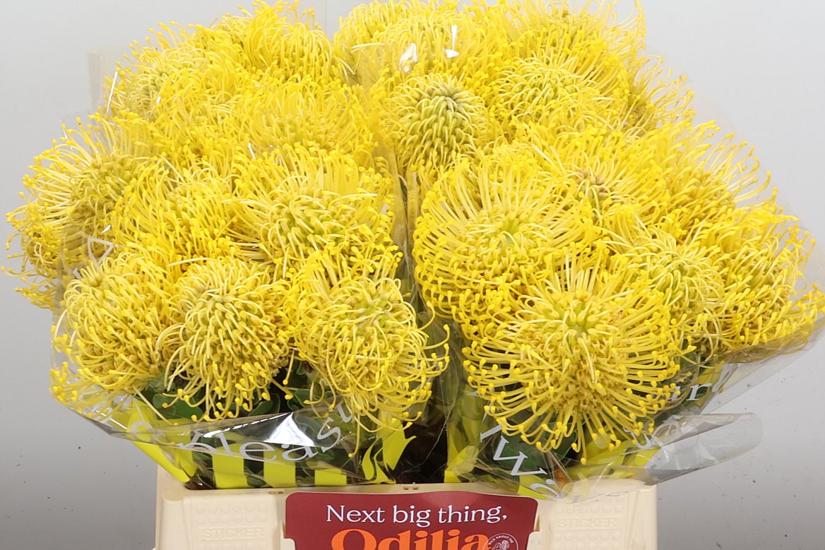 Leucospermum High Gold 40cm