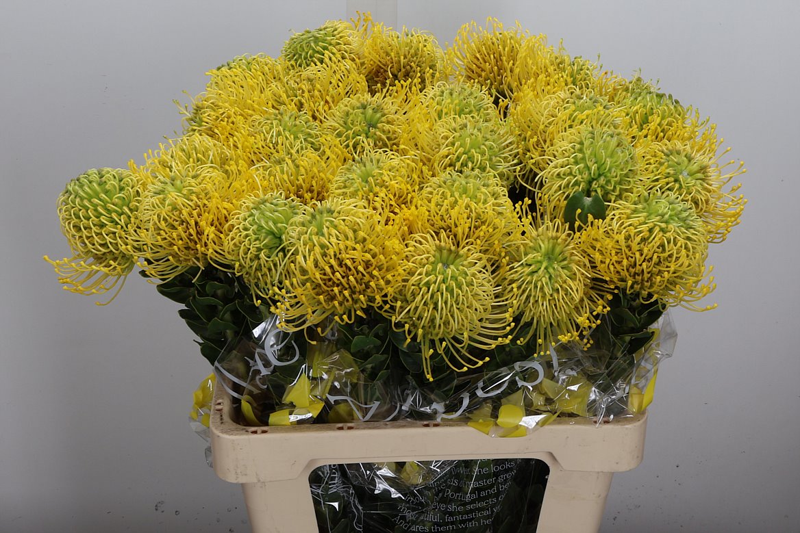 Leucospermum High Gold 60cm