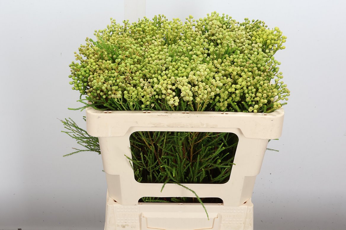 Berzelia Lanuginosa 50cm