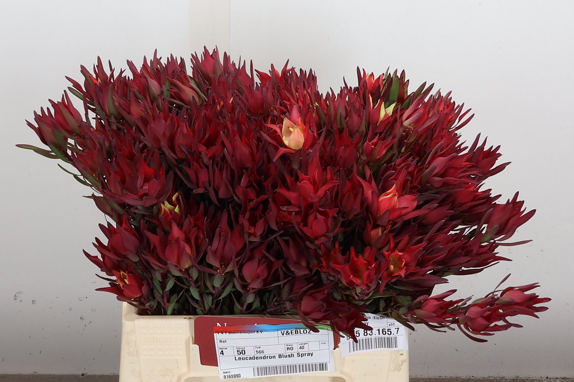 Leucadendron Salignum Blush 40cm Spray