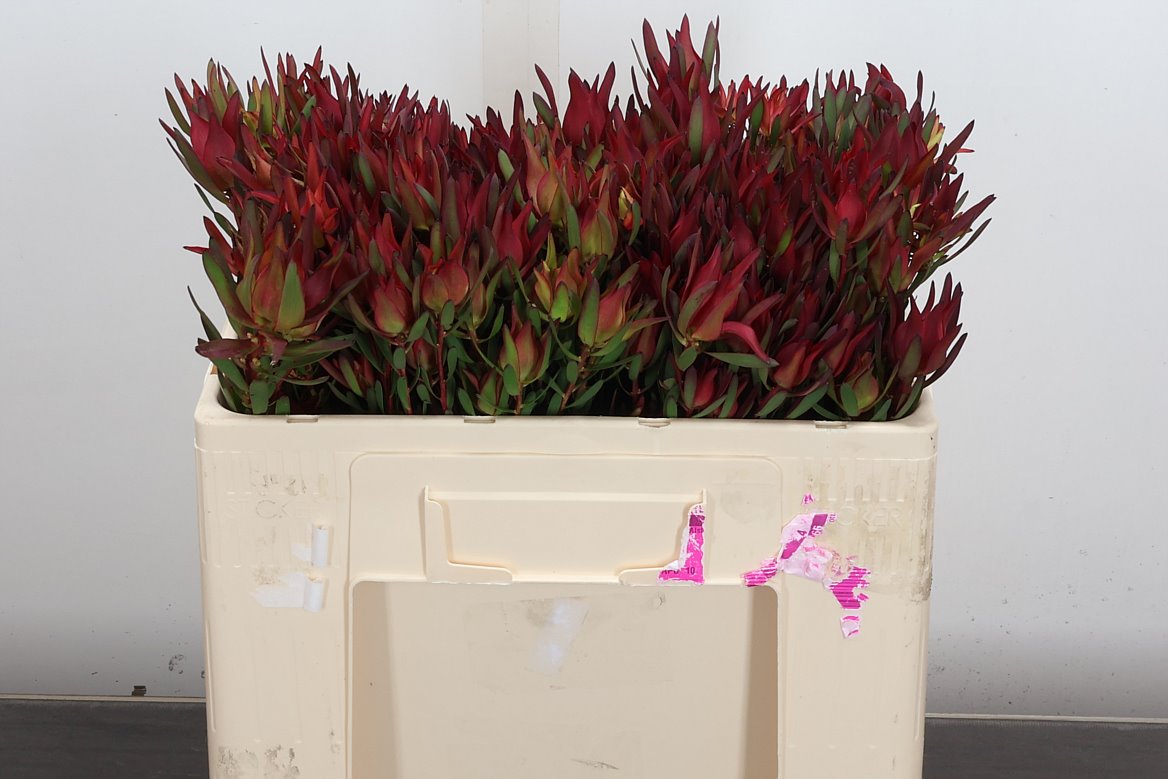 Leucadendron Salignum Blush 50cm Spray
