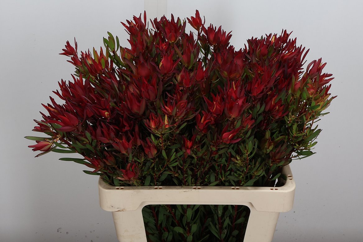 Leucadendron Salignum Blush 60cm Spray
