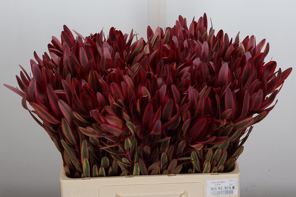 Leucadendron Jester 60cm
