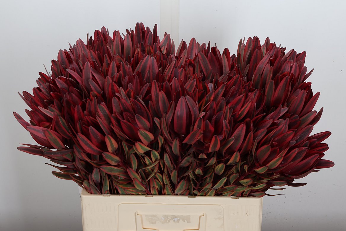 Leucadendron Jester 60cm