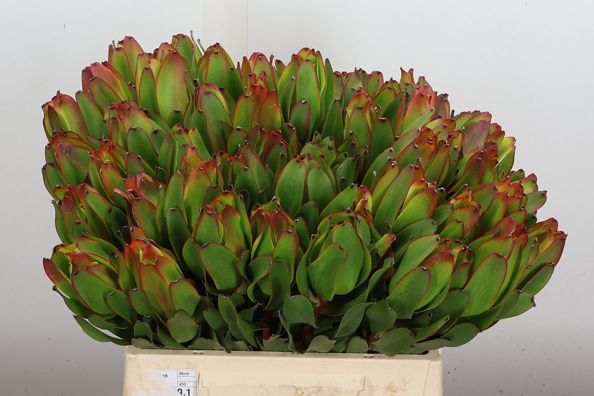 Leucadendron Laurel Yellow 40cm