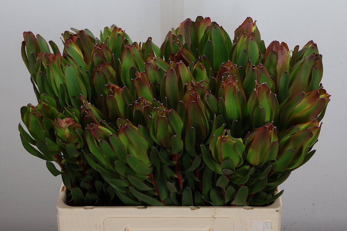Leucadendron Laurel Yellow 60cm